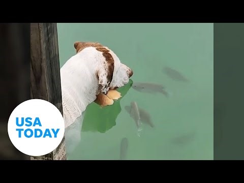 Clever dog uses hot dog bun as bait to snatch fish out of water | USA TODAY