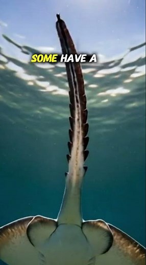 5 Facts About Stingrays You Didn’t Know #animalfacts #wildlife #venomouscreatures