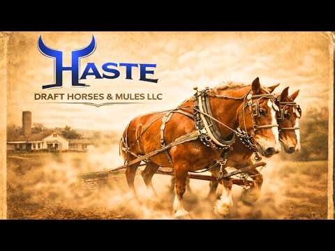 Nothing Beats This! Belgian Draft Horses Working Spring Ground