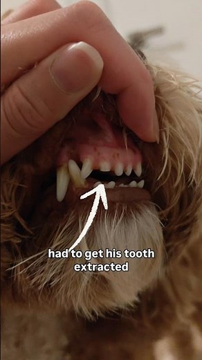 What my dog ate after a tooth extraction procedure #dogtooth #dogdentalcare