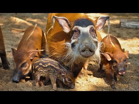 Red River Hogs: An Elusive Wild Pig