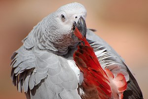 Plucking vs. Preening vs. Molting