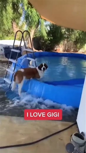Dogs Who Adore Water: Heartwarming Moments