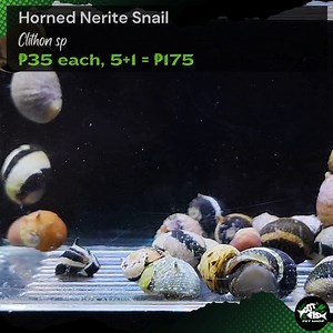 2.2K views | HORNED NERITE SNAILS | Got Fish | Facebook