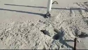 A week after Hurricane Dorian hit the beaches of Cape Lookout National Seashore, this loggerhead sea turtle nest began to hatch. In the clip, one little hatchling makes its way out of the nest and begins to crawl down the beach. Note: there is no narration, only ambient sounds of bird calls, waves breaking on the beach, and the crunching sound of the sand as the park biologist moves for a better shot. | Cape Lookout National Seashore
