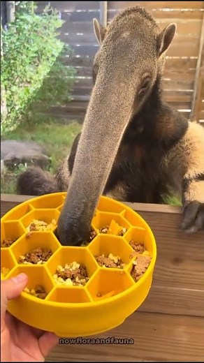 The Giant Anteater: Nature’s Strange but Powerful Ant Eater 🐜🦾 #anteater #giantanteater