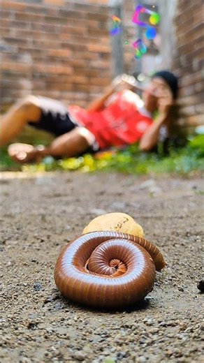 with this animal playing the flute #shortvideo #millipede