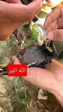 #rescued the stucked #myna #mashallah_ماشاءالله #shortsfeed #subscribe