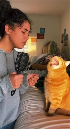 My Orange Cat Thinks He’s an Opera Singer 🎵😂 #Shorts #Short #cat #funnycats #animals #Viral