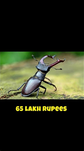 The most expensive insect in the world 😯 #facts