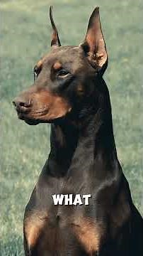 The doberman pinscher