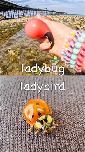 Kids Learn by the Pier | Bug Insect Names: Grasshopper Stink Bug Ladybug Wasp Caterpillar