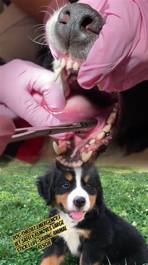 Dog Throat Emergency | Vet Safely Removes Large Stick #animalrescue #shortsfeed