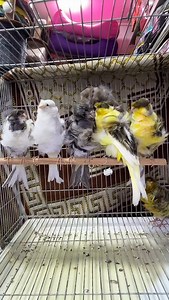 Parisian Frill Canary 🐦🐦 . . . . . . . . .. . . . 🐦 #animalshots #birdlife #birdlove #canary #Kanarienvögel #birds_of_instagram #instapet #birdlover #animals #pet #birdworld #instabirds #ig_birds #loves_birds #bestnatureshot #your_best_birds #animazing_birds #cutebirds #bird_lovers_daily #stuttgart #beautiful #beautifulbirds #ig_birdlovers #ic_birds #birdingphotography #instabird #birdsplanet #birdstagram #reels | Canary birds Kanarienvögel