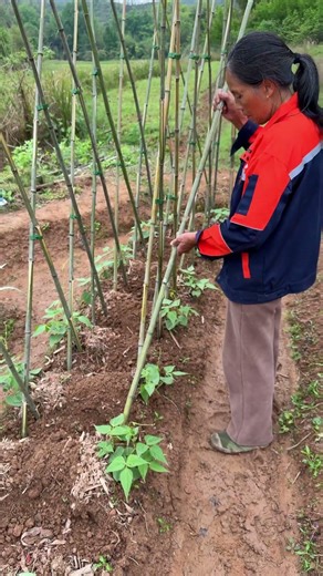 Easy DIY Vegetable Trellis Tutorial