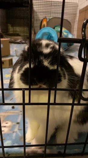 Hello! #bunny #rabbit #wigglesniffer #cuteanimals #houserabbit