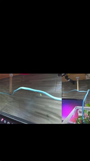 A clip from my recent live where I had a duel screen. acromyrmex octospinosus, leafcutter ants, formicariums #antsoftiktok #antkeeper #antfarm #antsuk #ants