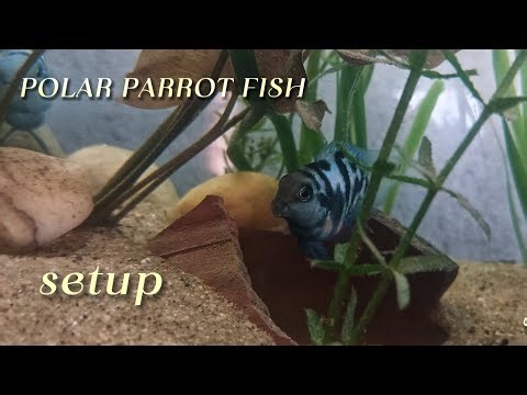 Keeping polar parrot fish+setup a new tank👆#eco nature
