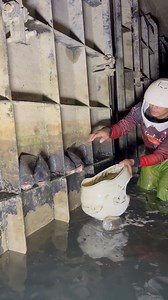 302K views · 672 reactions | hanging gate of dam #fishing | Kuys TV | Facebook