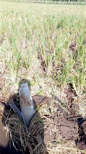 Traktor sawah banyuwangi #1474 #automobile #traktororang #farming #excavator #sawah #sawit #padi