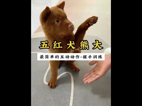 小小熊大-握手训练拿捏~！ #田园犬 #训犬 #训犬师 #上海训犬师 #幼犬