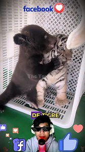¿Quién dijo que solo los humanos pueden tener mejores amigos? Este oso y este tigre te demostrarán que la amistad verdadera no conoce límites. 🥺🐾 #animales #oso #tigre #naturaleza #parati | The Towers