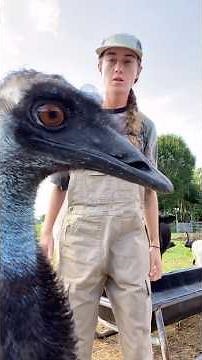Crazy Emu 😳#emu #petsof #emulife #fyp #dinosaur