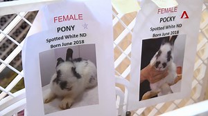 78K views · 697 reactions | "When their children eventually lose interest in them, that's when they realise it's just too much work." WATCH: Bunny Wonderland - a sanctuary where rescued rabbits and bunnies are nursed back to health. | CNA | Facebook