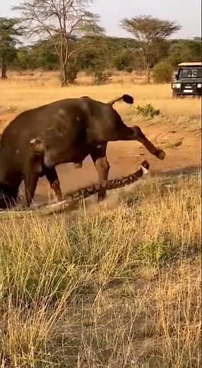 No creerás lo que este búfalo le hizo a la pitón gigante 😳 #Búfalo #wildliferescue #animals