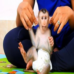 12K views · 285 reactions | Monkey baby is being spoil everyday non listen to Mom make Mom angry manage to pull his ear to discipline - Monkey land #MonkeyLand #MonkeyVideos #MonkeyLife #MonkeyStory #MonkeyLovely #CuteAnimal #FunnyMonkey #MonkeyBabyCute #Monkeyhappy #MonkeyDrinkMilk | Monkey Land | Facebook