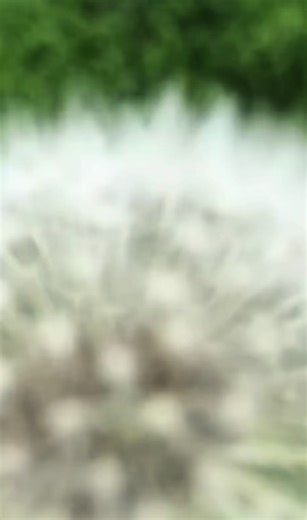 #happynewyear #fypシ゚viral #tiktok#2026