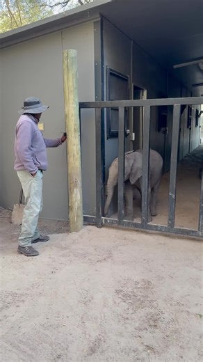 Look at our clever baby Joy, using her head to cheekily slide open the door to her boma! 🐘She is so determined to get out and start her day with a walk. These bomas serve as a vital shelter for all our baby elephants. They are the safe space where they sleep, and where newly rescued elephants receive food and veterinary care while recovering from wounds. Thank you for keeping our orphaned babies safe. 🐘 Want to see more baby elephant moments? Hit follow and join us!