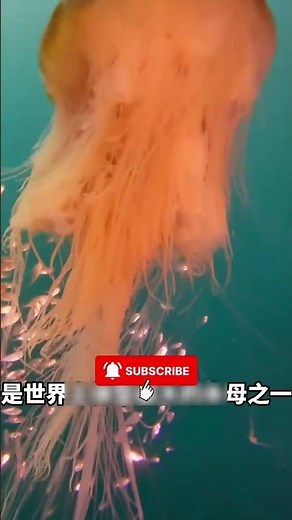 Top 8 Loài Sứa Biển Có Độc