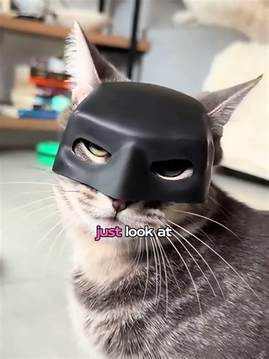 Ordinary Cat Transforms Into BATCAT! 🦇🐾 #shorts