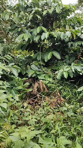 1.5K views · 13 reactions | 3ha 2500 cà phê Ao hồ, máy ống đầy đủ Nam Hà, nâm n'đir, Krông nô, Đăk nông ( cũ) Giá 2tỷ 500tr thương lượng với chủ 0365637541 để xem đất | Hoàng Long | Facebook