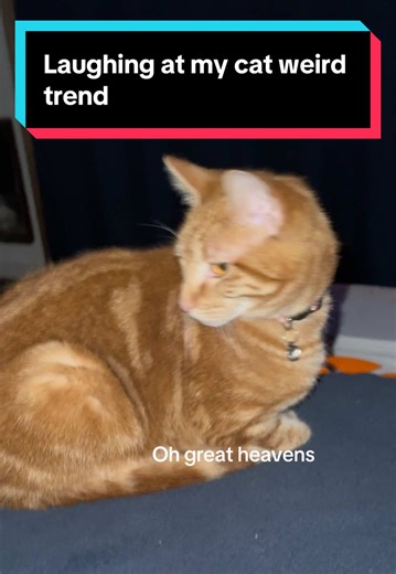 Laughing at my cat weird to see what he will do 👀 🐈 he didn’t know what to do at the end 🤣 #creatorsearchinsights #laughingatmycat #catsoftiktok #funnycatvideo #cattrend laughing at my cat trend laughing at my cat obnoxiously. laughing at my cat like a maniac laughing at my cat hysterically laughing at my cat loudly laughing at my cat weird
