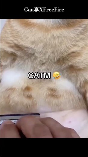 cat meme part 4😹😂😺 #cat #funny