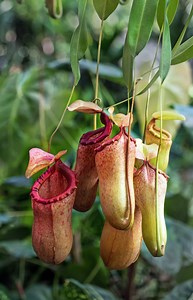 Coating to Keep Consumer Products Clean Inspired by Pitcher Plants — Innovation — AskNature