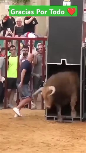 Espectaculares vídeos de toros bravos saliendo de los toriles. #torobravo #bullfighting #fblifestyle | TorosAmado