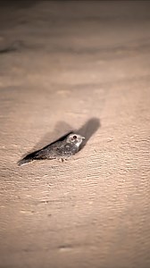 2.1K views · 20K reactions | Call of the night in the Waterberg Even in darkness the bush is full of life beautiful call of the Freckled Nightjar. #bird #birdsofinstagram #birdlife_insta #birdlife_sa #birdsonearth #birdsphotography #wildlife #safari #waterberg #welgevonden #privateguide #sony #naturephotography #nature | Christiaan Swanepoel | Facebook