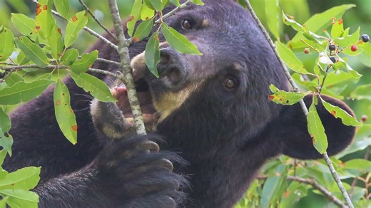 As Wilmington grows, here's how to coexist with your wild neighbors