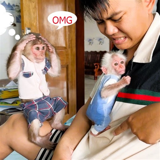 10K views · 214 reactions | Monkey SinSin was frightened When baby monkey ZiZi peed on daddy | Family Monkey Vola | Facebook