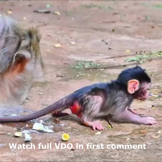 Precious Moment! Newborn Baby Monkey Learns First Step with Mama’s Support Watch full VDO in first comment | Cute monkey family