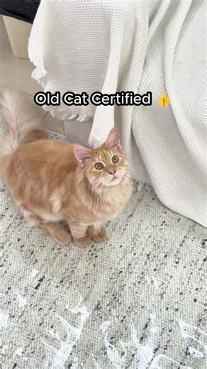 Engaging Indoor Activities for Older Cats