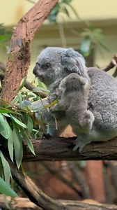 271K views · 10K reactions |  Prepare for cuteness overload! Watch this adorable baby koala's funny moment as it's caught carrying its pee! 殺 From heart-melting cuddles to unexpected antics, these little ones never fail to bring a smile to our faces ️:iliveinazoo #koala #australia #aussielife #nature #traveling #animals | Aussie Life | Facebook