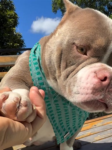 #Dog #dogtok #pitbull #pitbullsoftiktok | pit bull