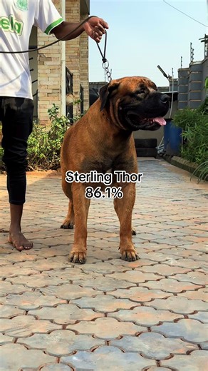 🌟🐾 Meet Sterling Thor, the ultimate king of the ring! 🏆✨ This incredible Boerboel was crowned Dog of the Year 2025 and Grand Male Champion at the Uganda SABBS Show! 🎉🥇 With an impressive score of 86.1%, he was the highest appraised male, proving that he's not just a pretty face but a true champion! 💪❤️ And guess what? He's got a litter on the ground, bringing his legendary genes to the next generation! 🐶🔥 These pups are gonna be straight fire! #Boerboel #SterlingThor #ChampionVibes #news