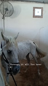 Explanation of Uterine Inflammation (Endometritis) in Mares...