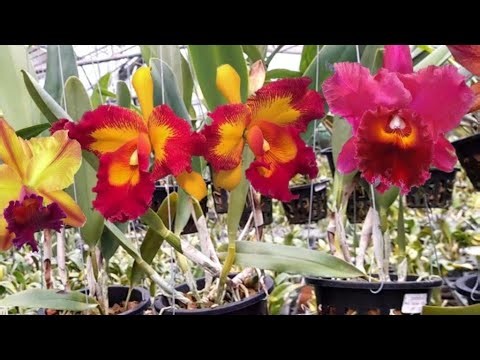 Flash sale anggrek Cattleya import yuk