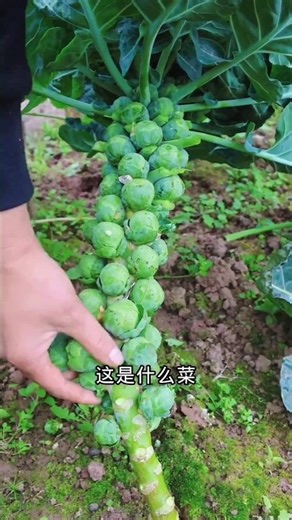 A comprehensive showcase of vegetable varieties! What you've eaten is probably just the tip of th...